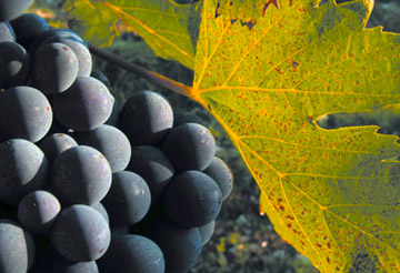 Alba e la Langa del Barolo Alba e la Langa del Barolo